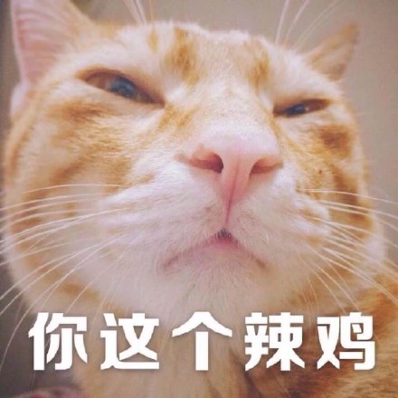 猫咪表情包：我投降我投降