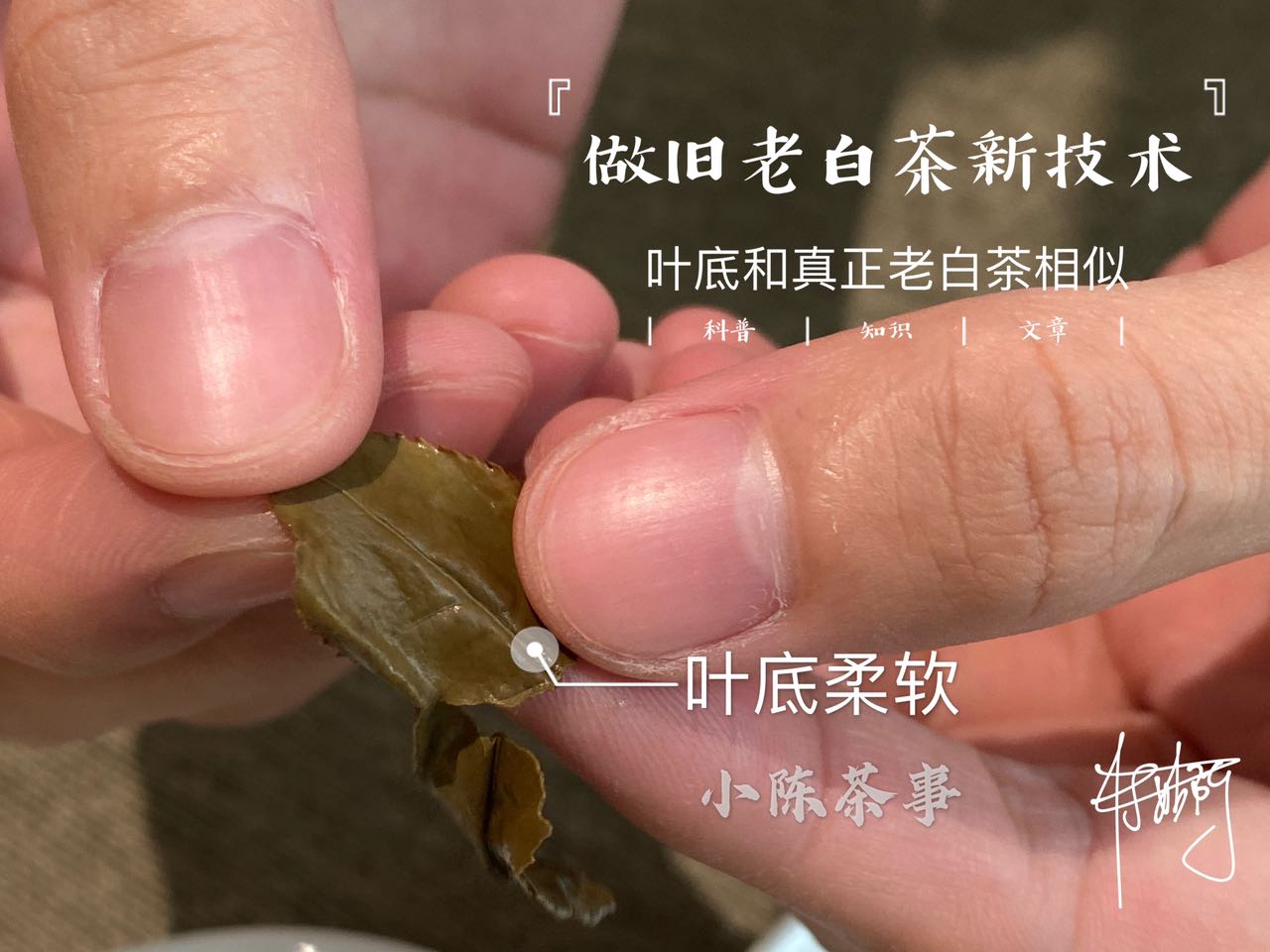 我在网上买了一饼10年陈老白茶，只花199元，是不是捡到宝了？