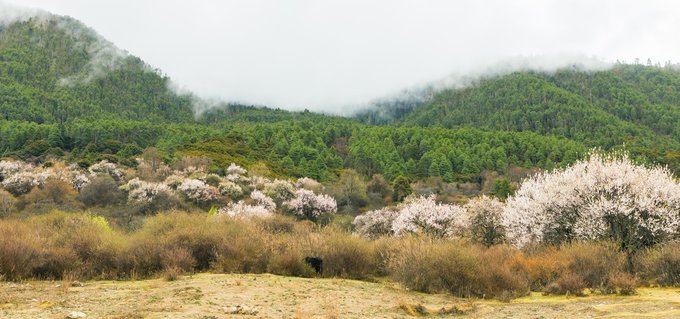 每个人心中都有一个西藏梦：心有所畏 行有所止-青春人生感悟篇1
