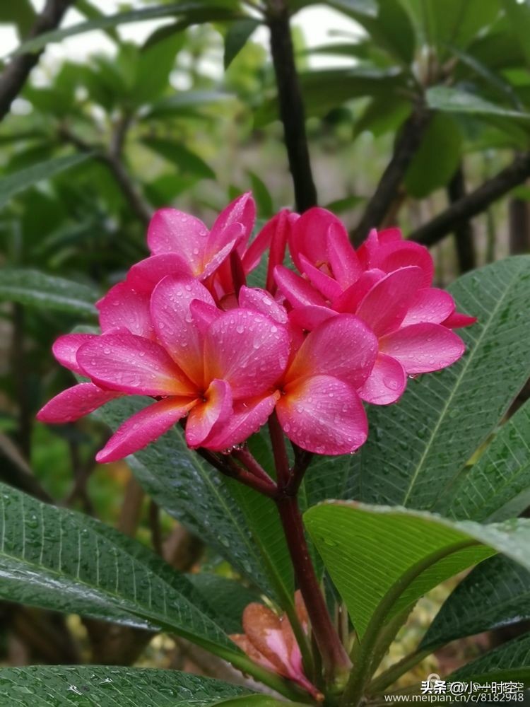 诗情花意：初秋雨晴花意浓