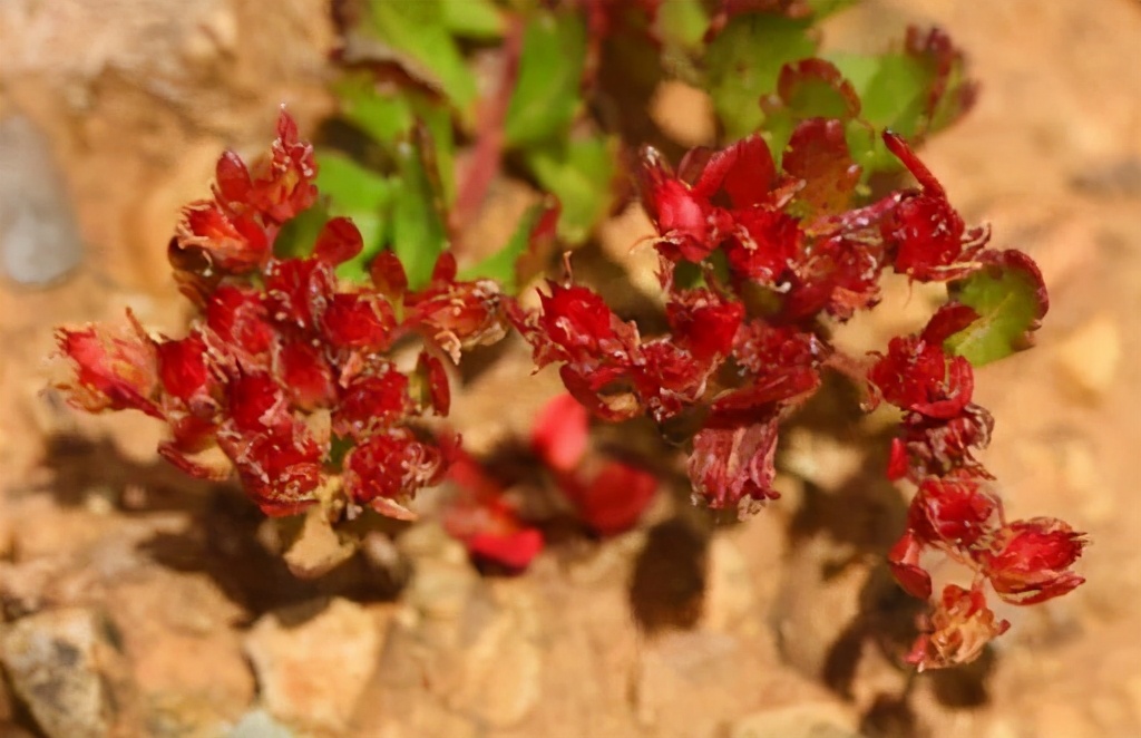 高丝搞事情？升级雪肌精，闷声不响推出新品，各个都是厉害角色