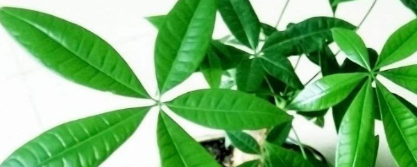 发财树叶子发黄的原因及解决方法
