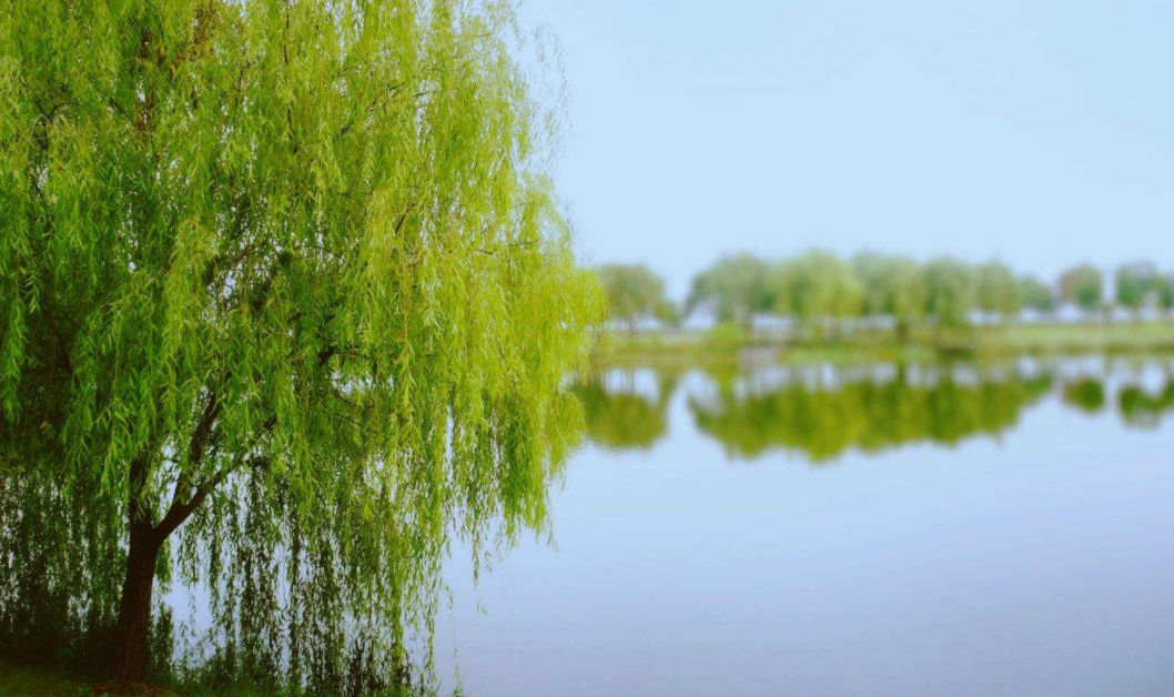 十大推介树种出炉，或是2020年最后一波苗木商机