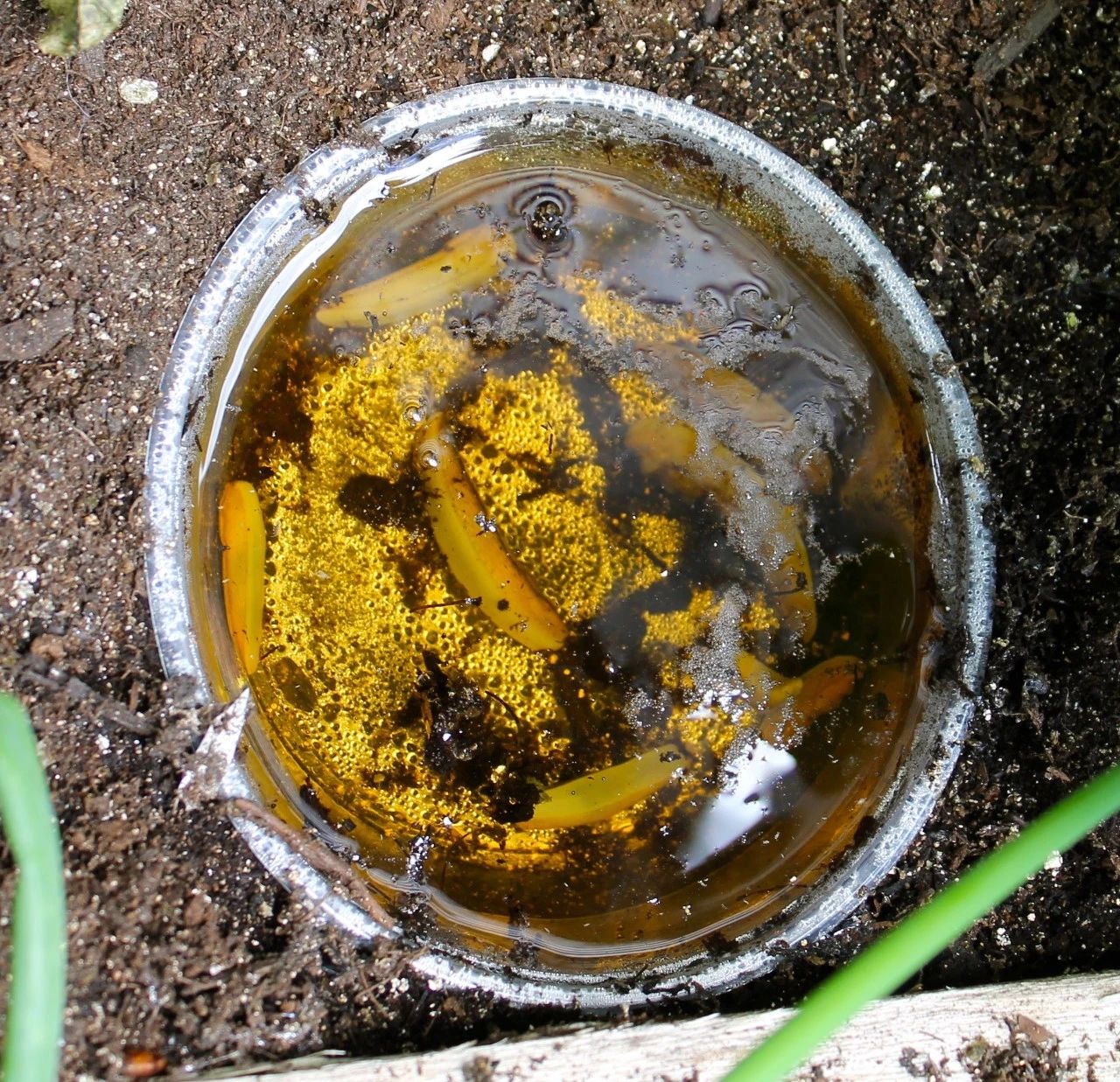 阴雨天植物花卉上爬满了鼻涕虫,我是用药清除,还是撒盐好呢?