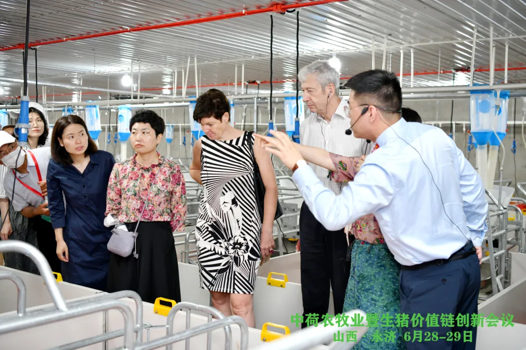 原来，荷兰是个猪猪天堂