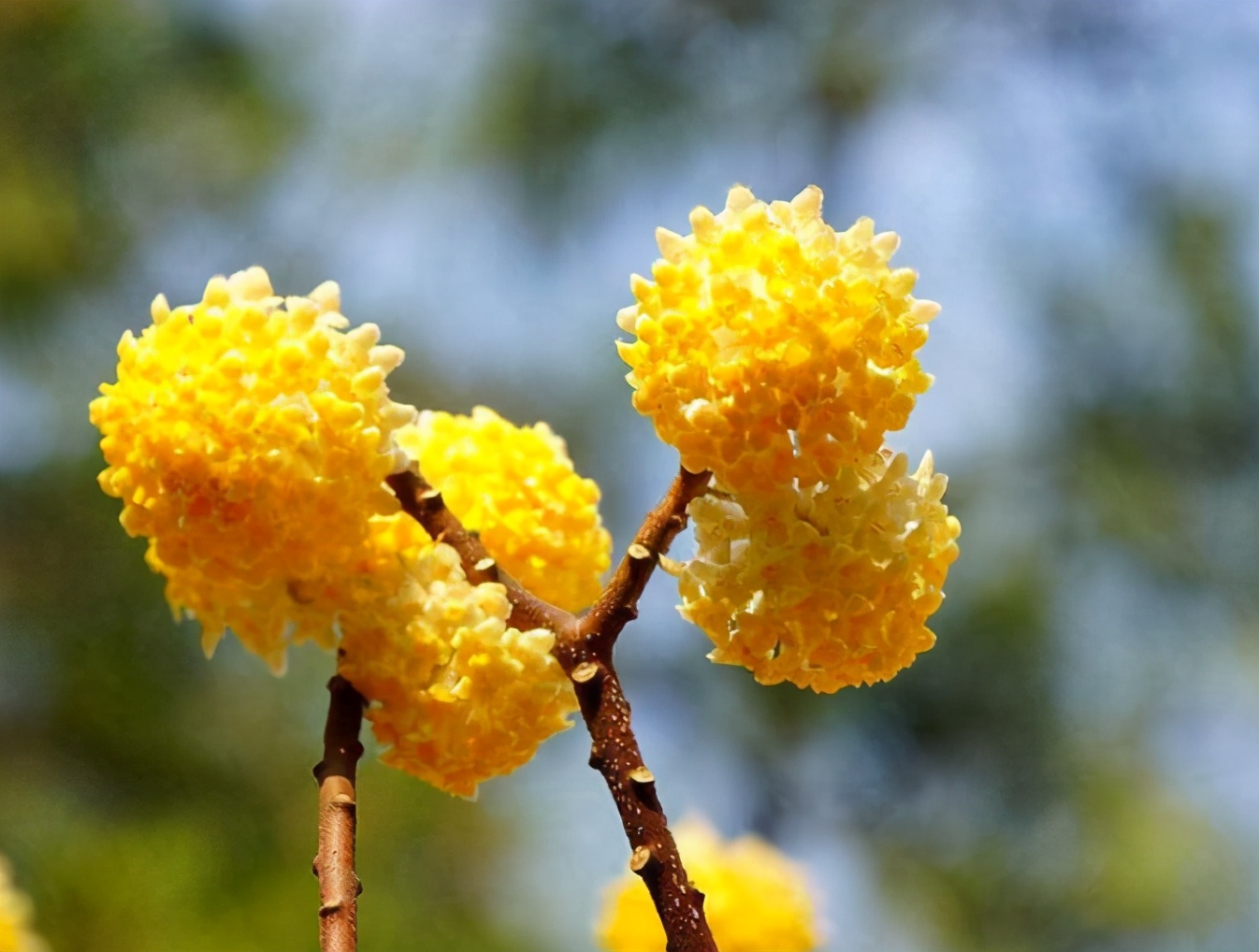 春天里的5种开花植物,气味香甜,好看又好养,新手可以养一盆