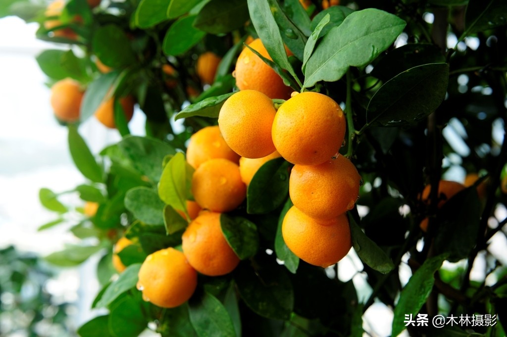 金桔都是广东一带最好的贺岁物品,金桔树可以作为贺礼,拜年用的的果篮