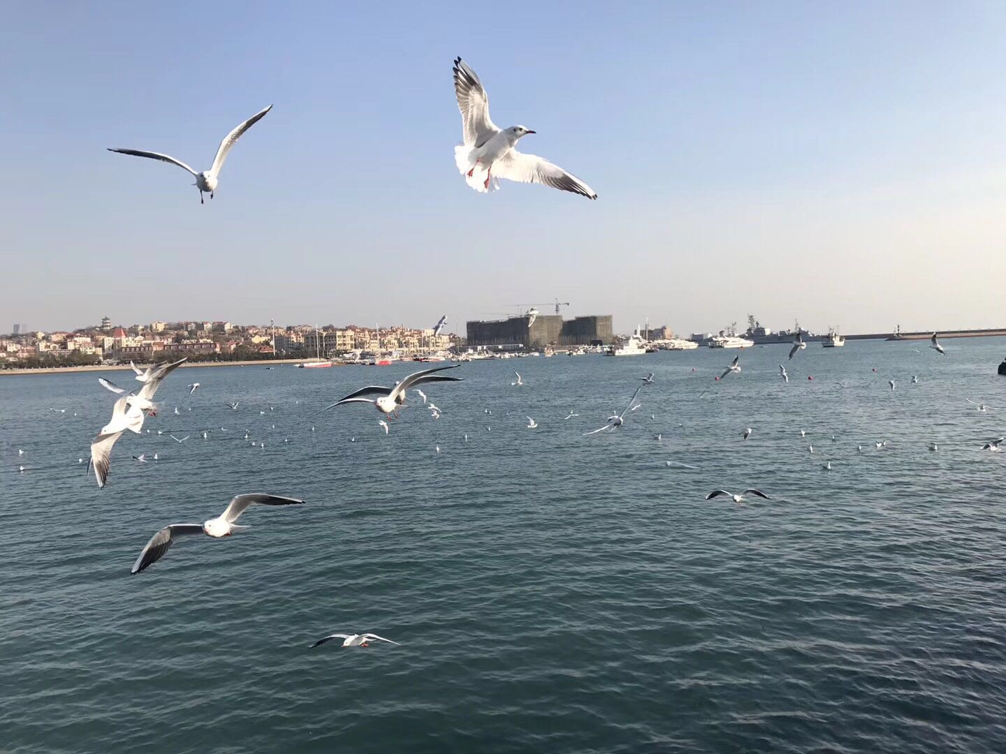 周末的青岛,已入初冬,城里已经开始供暖,而海边依然风和日丽,天更蓝