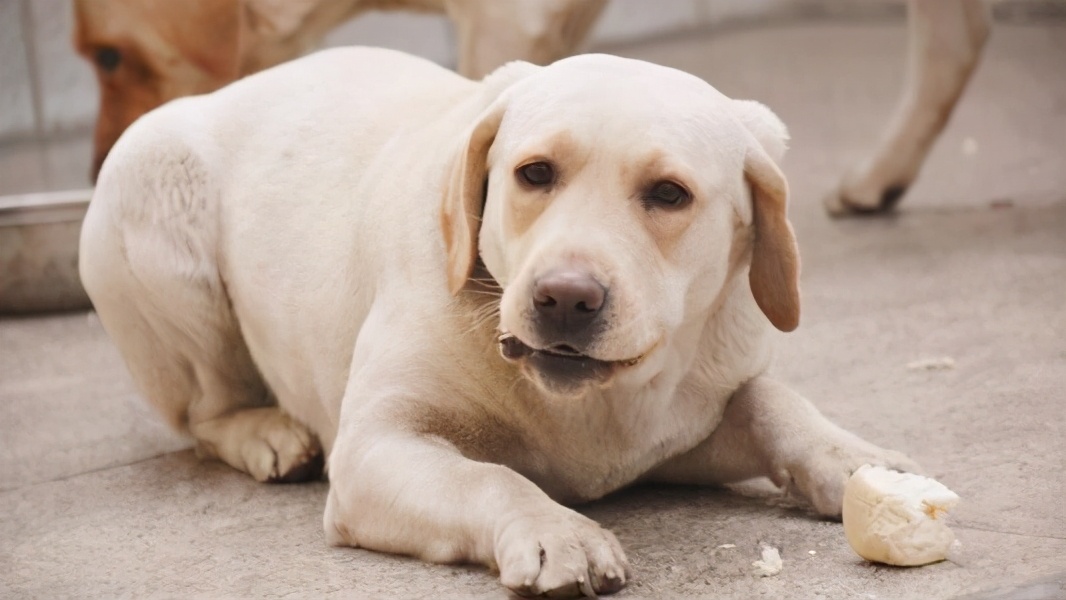 为什么拉布拉多犬那么能吃?温柔的工作犬不为人知的一面