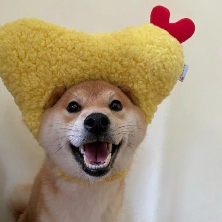 蠢萌的柴犬头像～ 小可爱们请注意接收～ 别忘了点赞噢