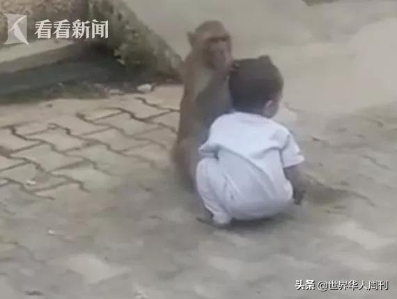 喝酒、抢劫、杀人、绑架,印度猴子为何无法无天?
