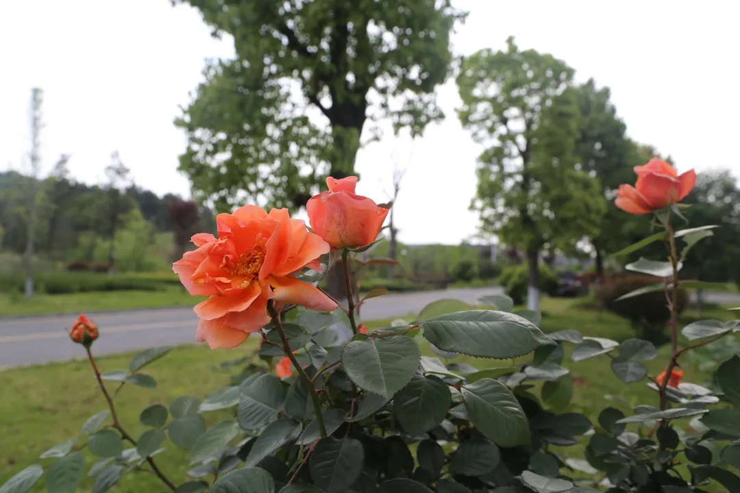2021年湖南环境生物职业技术学院招生简章（2022参考）