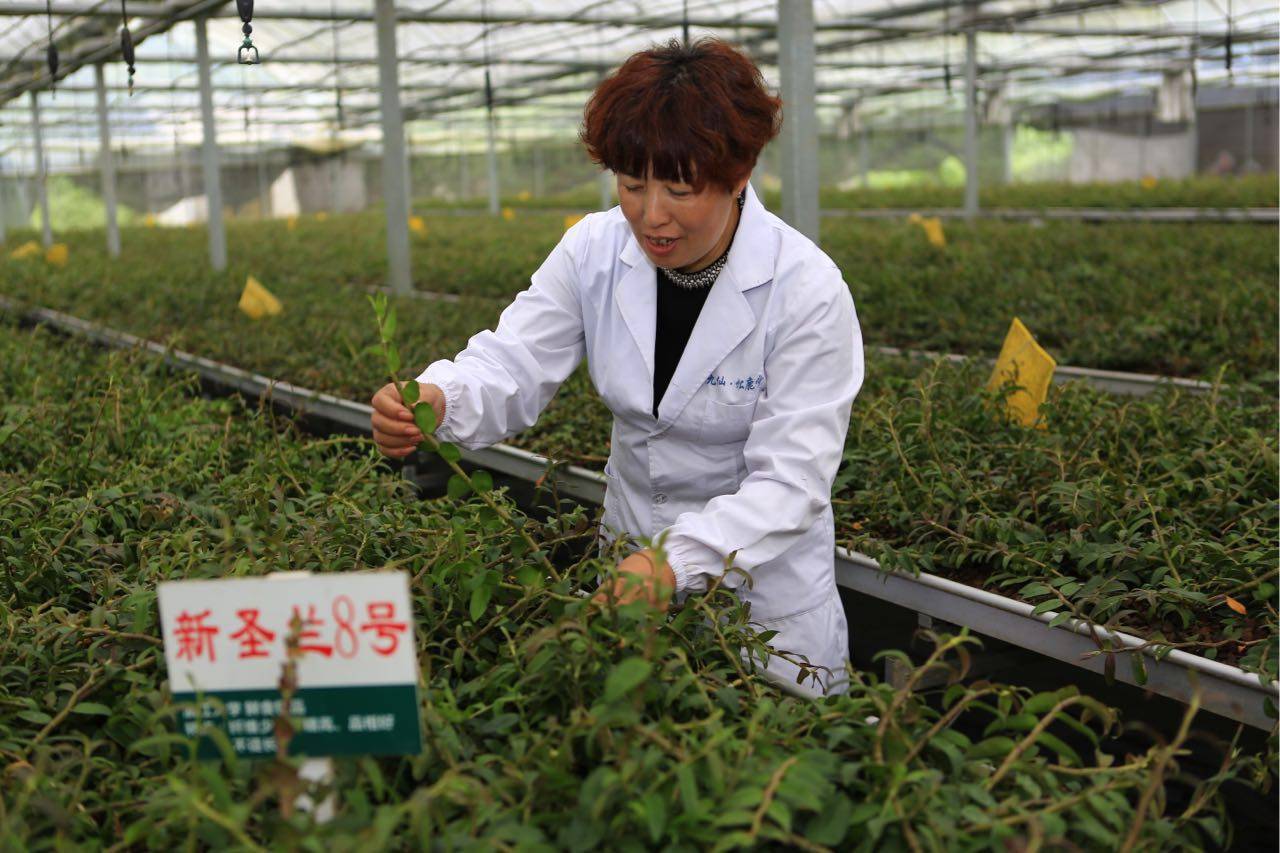 杭州80后女创业家返乡，扎根农村30年种石斛，一斤能卖上万元