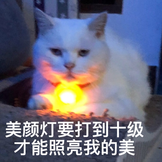 猫咪表情包｜睡了告辞