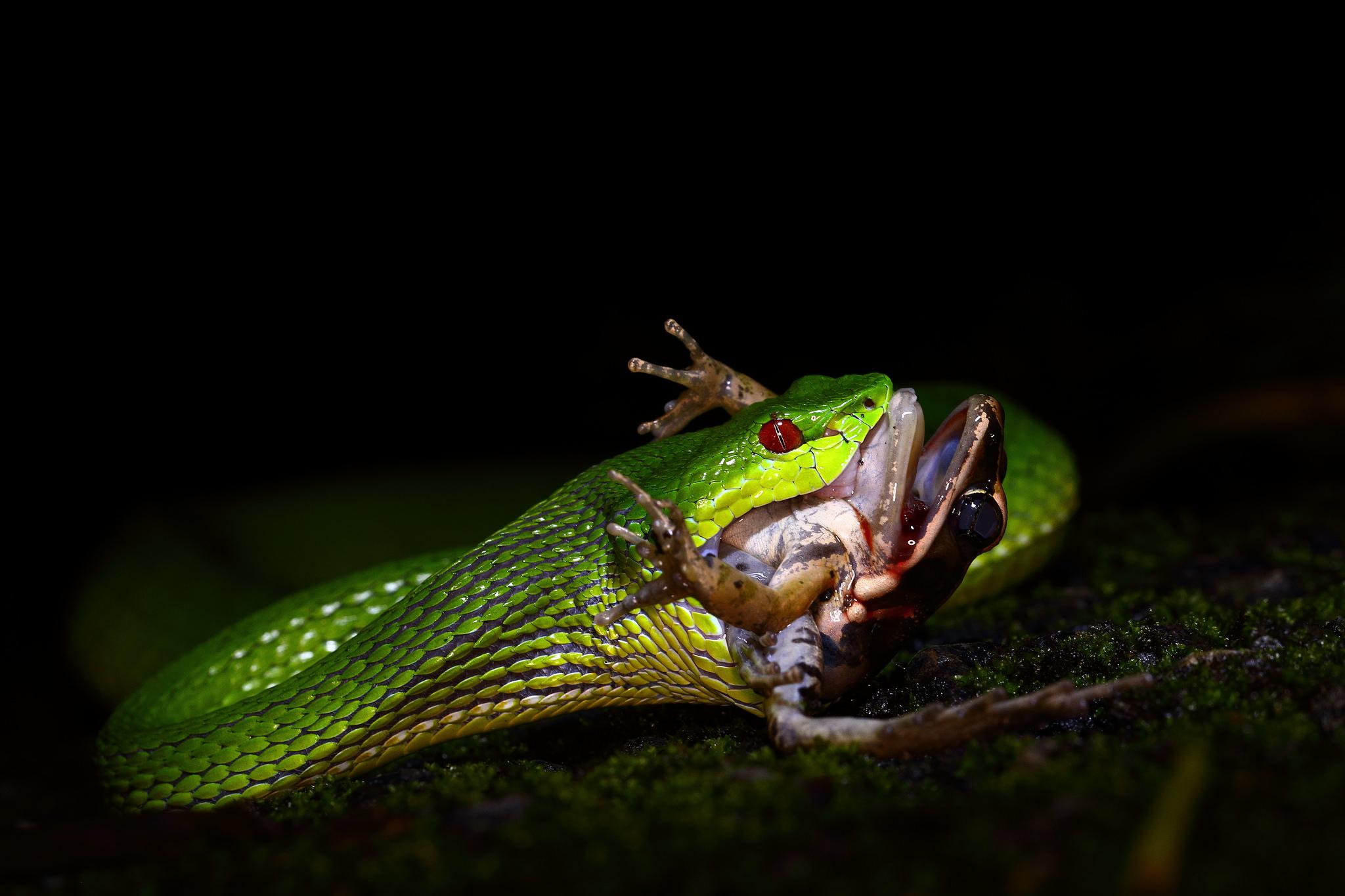 广东3岁男童被竹叶青咬伤!有多毒?比五步蛇还强20倍