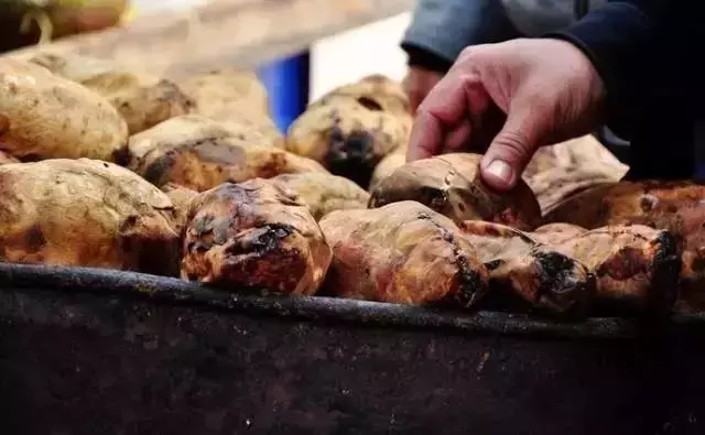 长了芽的地瓜能吃吗？自己在家也可以快速做出烤地瓜吗？