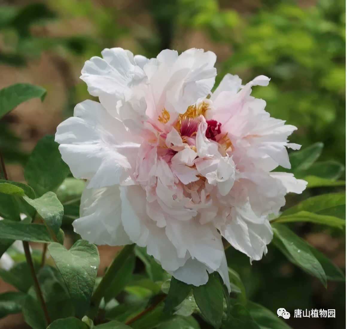 唐山植物园丨一颜是国色 一味是天香