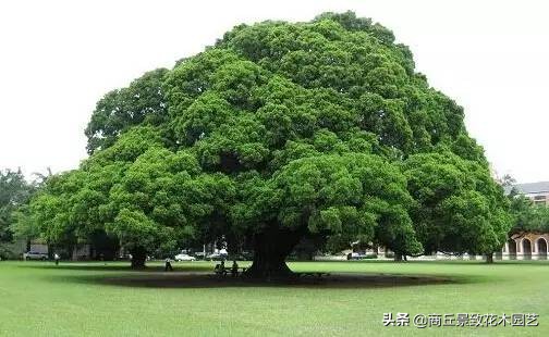 常绿乔木有哪些树种（70多种常用常绿乔木图例宝典）