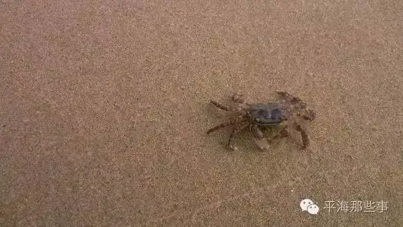 大海,沙滩,晚霞,发现平海风光意外之美…