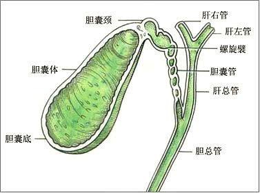 中医入门必须理解的五脏六腑功能特点！