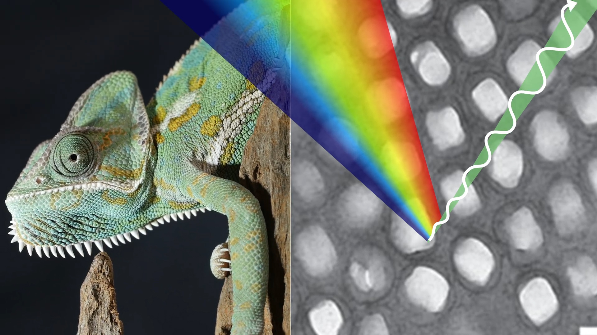 在变色龙的色素细胞下方的虹细胞层里,充满了光子晶体