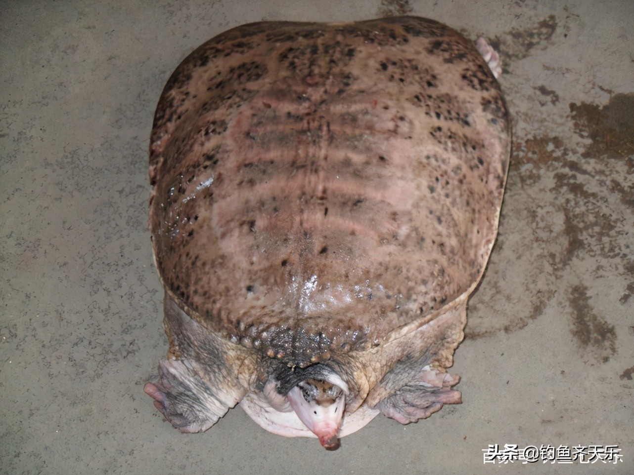 野生甲魚辨識圖片(廣東釣魚人釣獲巨鱉) - 赤虎壹號