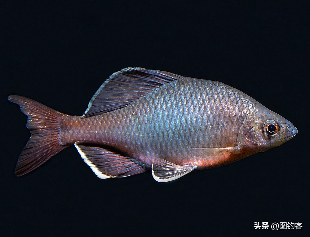 鳑鲏鱼没有人不认识，但个头大有须的鳑鲏你知道吗？它们叫“鱊”