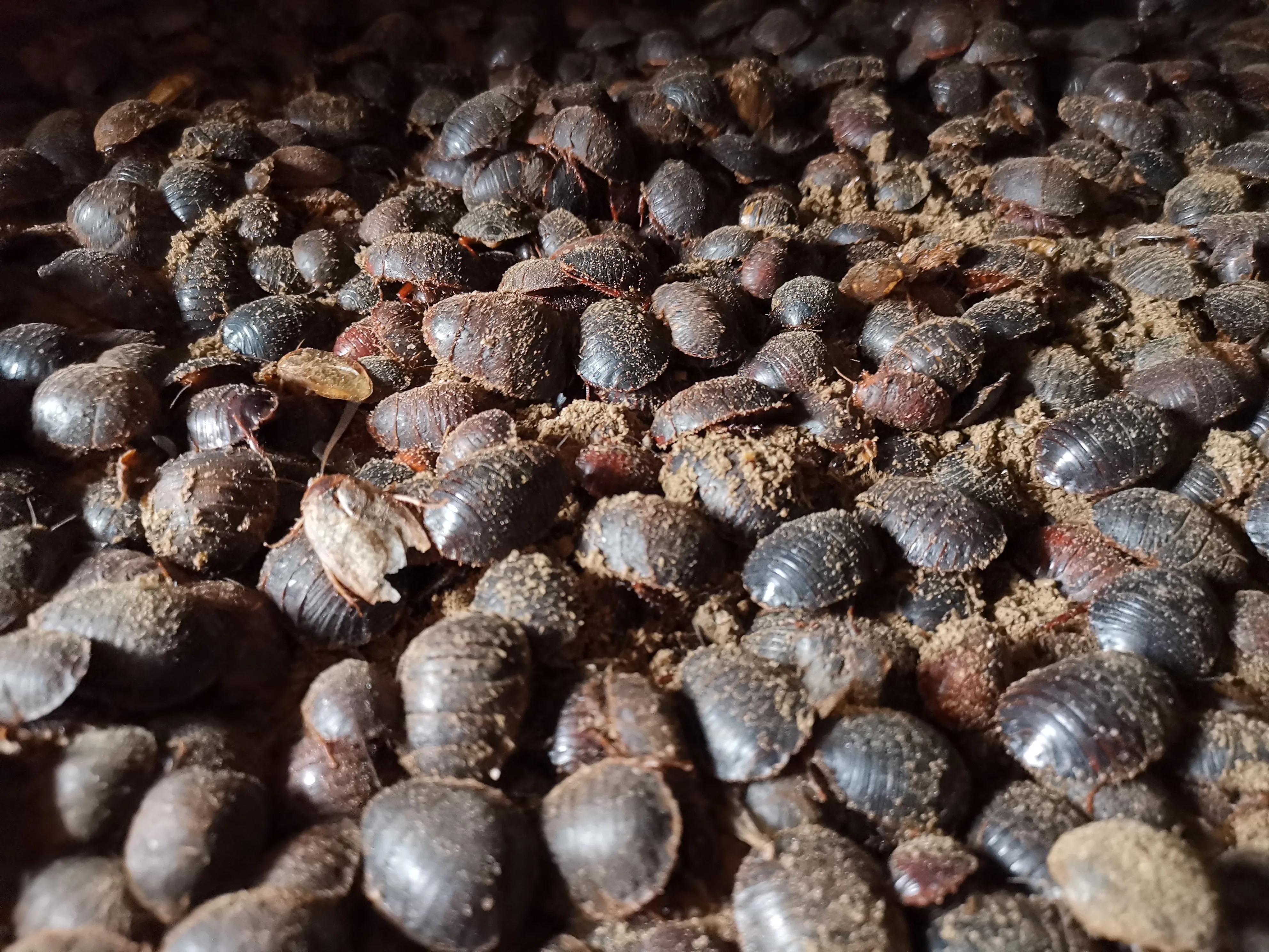 土鳖虫图片大全(地鳖虫养殖前景及效益分析)