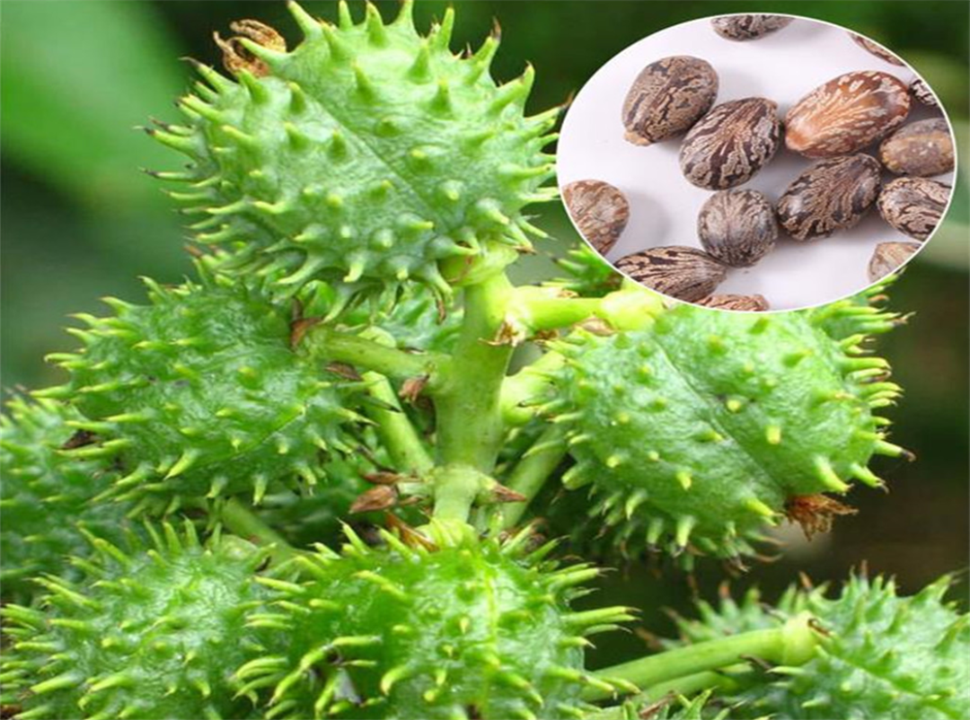 蓖麻子图片(农村常见的蓖麻) - 赤虎壹号