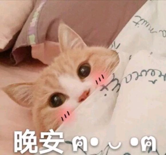 猫咪表情包｜劳资的心，收好