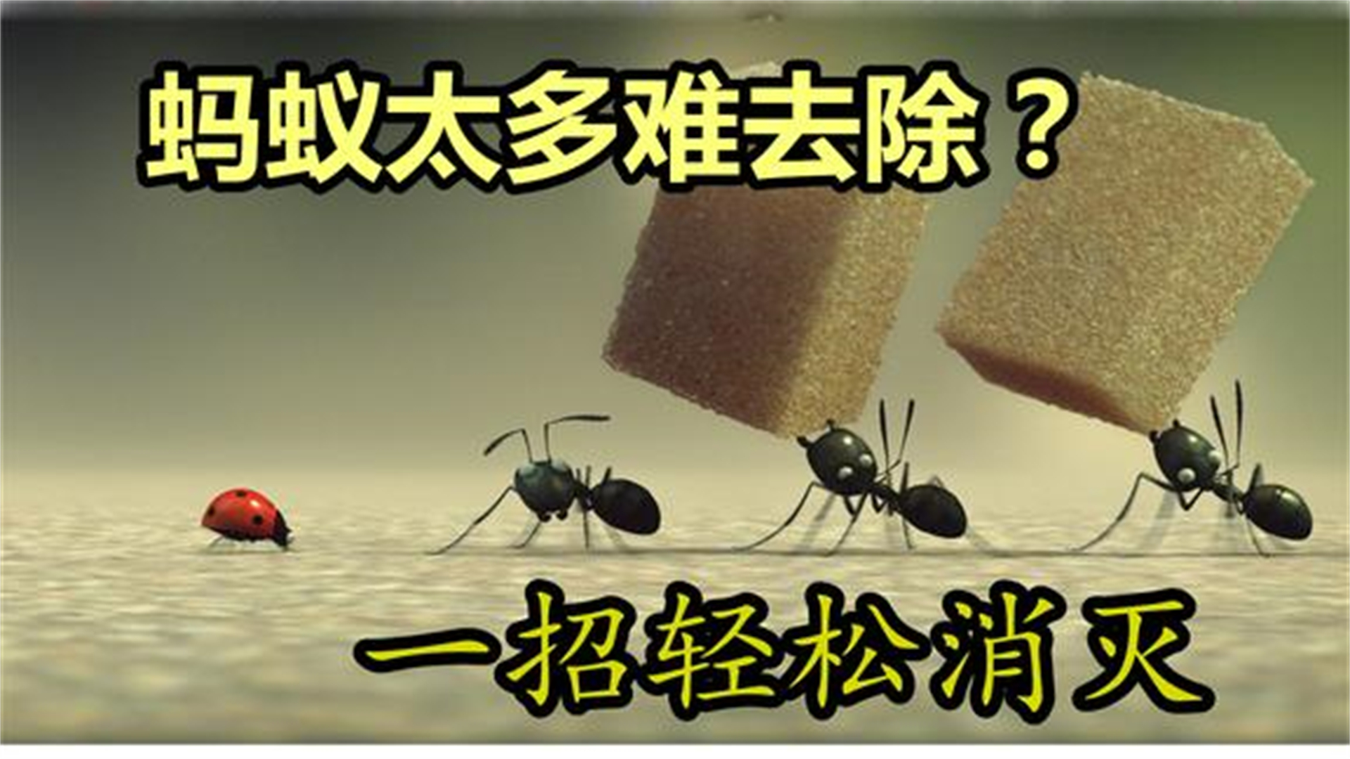 蚂蚁不喜欢吃什么,蚂蚁不喜欢吃什么东西
