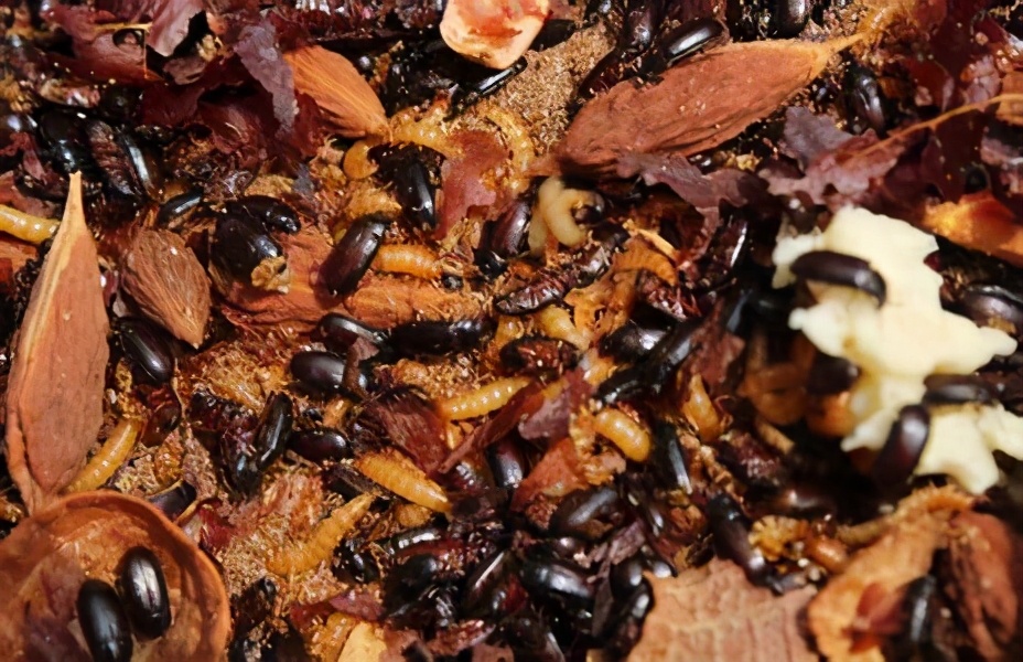 九头虫:我们知道它是妖怪,其实不是,它叫九龙虫,是一种好药