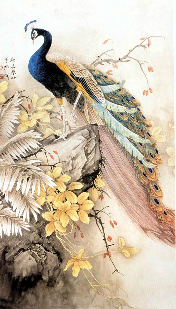 孔雀东南飞！高贵、冷艳的白孔雀