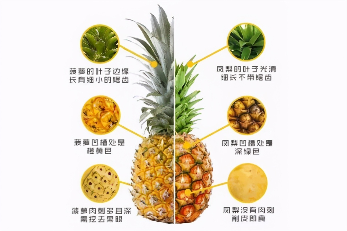 凤梨和菠萝有啥区别，凤梨和菠萝有啥区别到底哪里不一样？