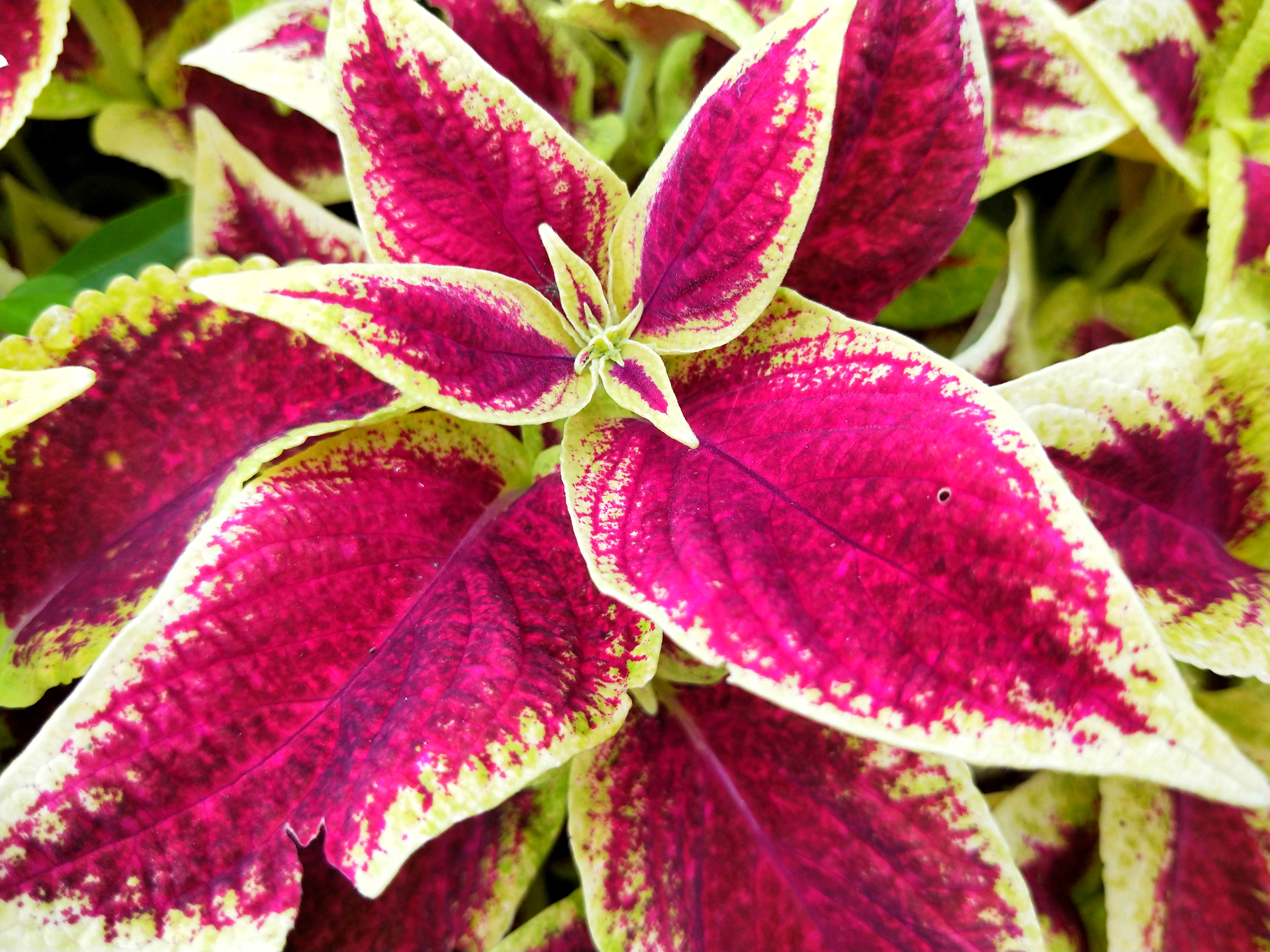 艳丽的五彩苏,万紫千红,瑰丽多彩