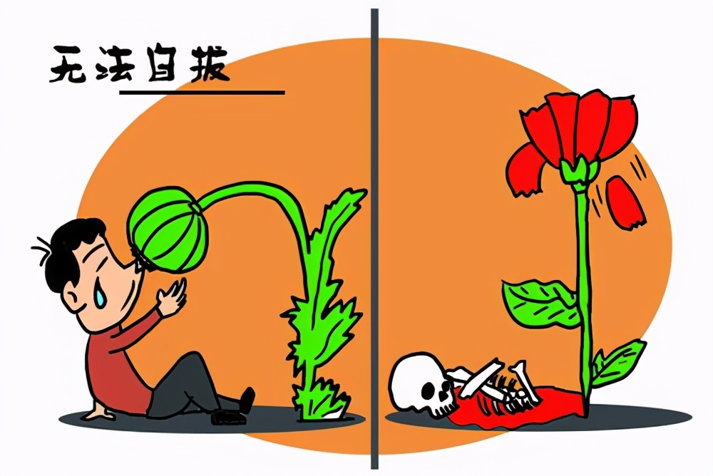 禁毒诗歌——罂粟