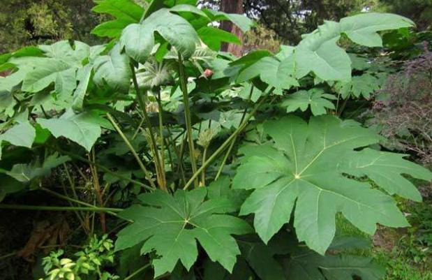 中药通草图片(山中常见的一种草) - 赤虎壹号