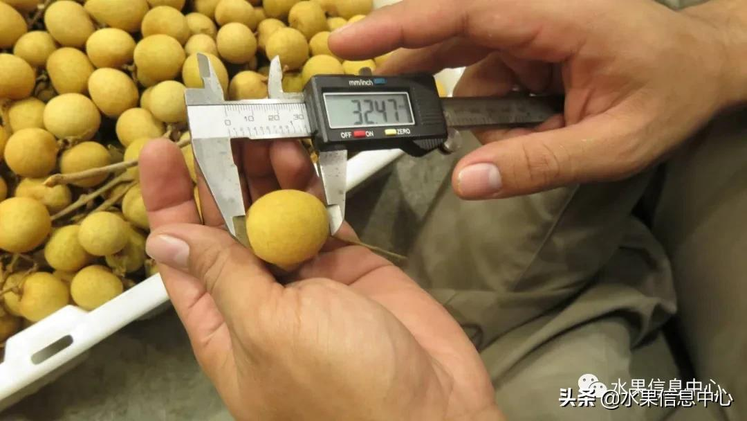龙眼什么时候开花（泰国龙眼的等级区分标准）