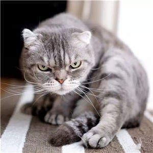 社会猫表情包：抖音上特别拽的猫