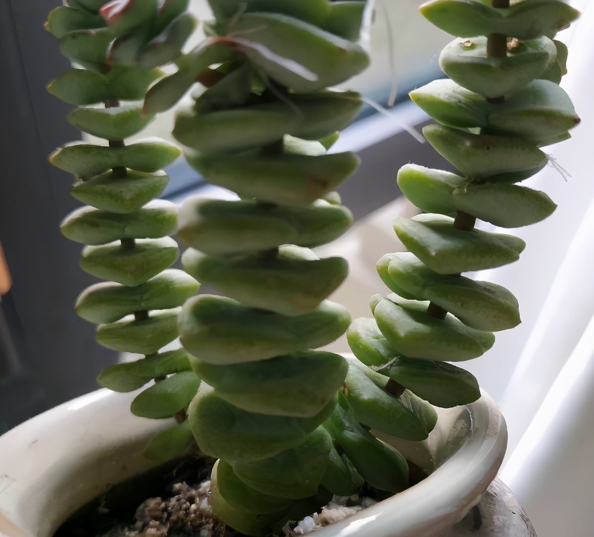 多肉钱串怎么养?注意2点,养出爆盆的效果,变成"钱多多"