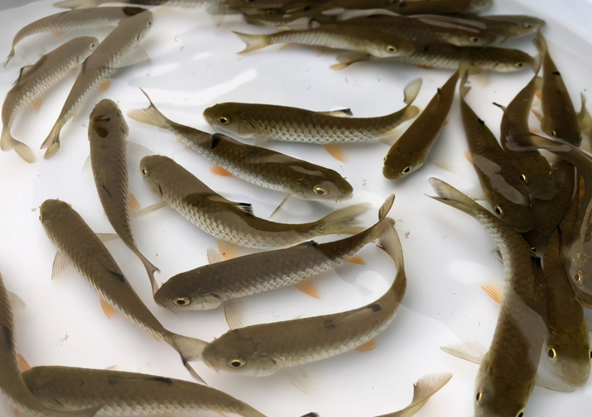 军鱼的价值参考