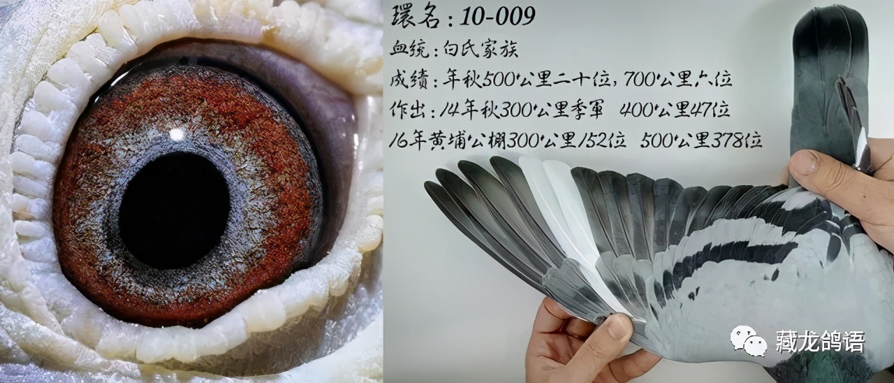 异色反目当优？