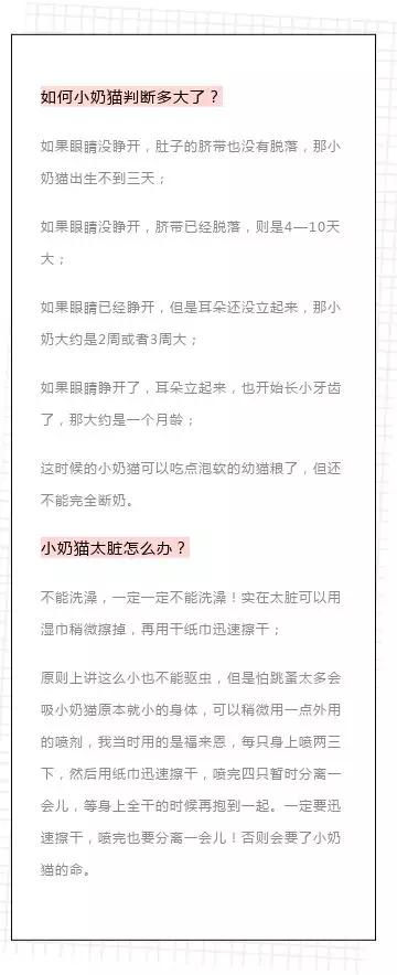 如何喂养刚出生的小奶猫？｜成功喂养四只奶猫的经验分享