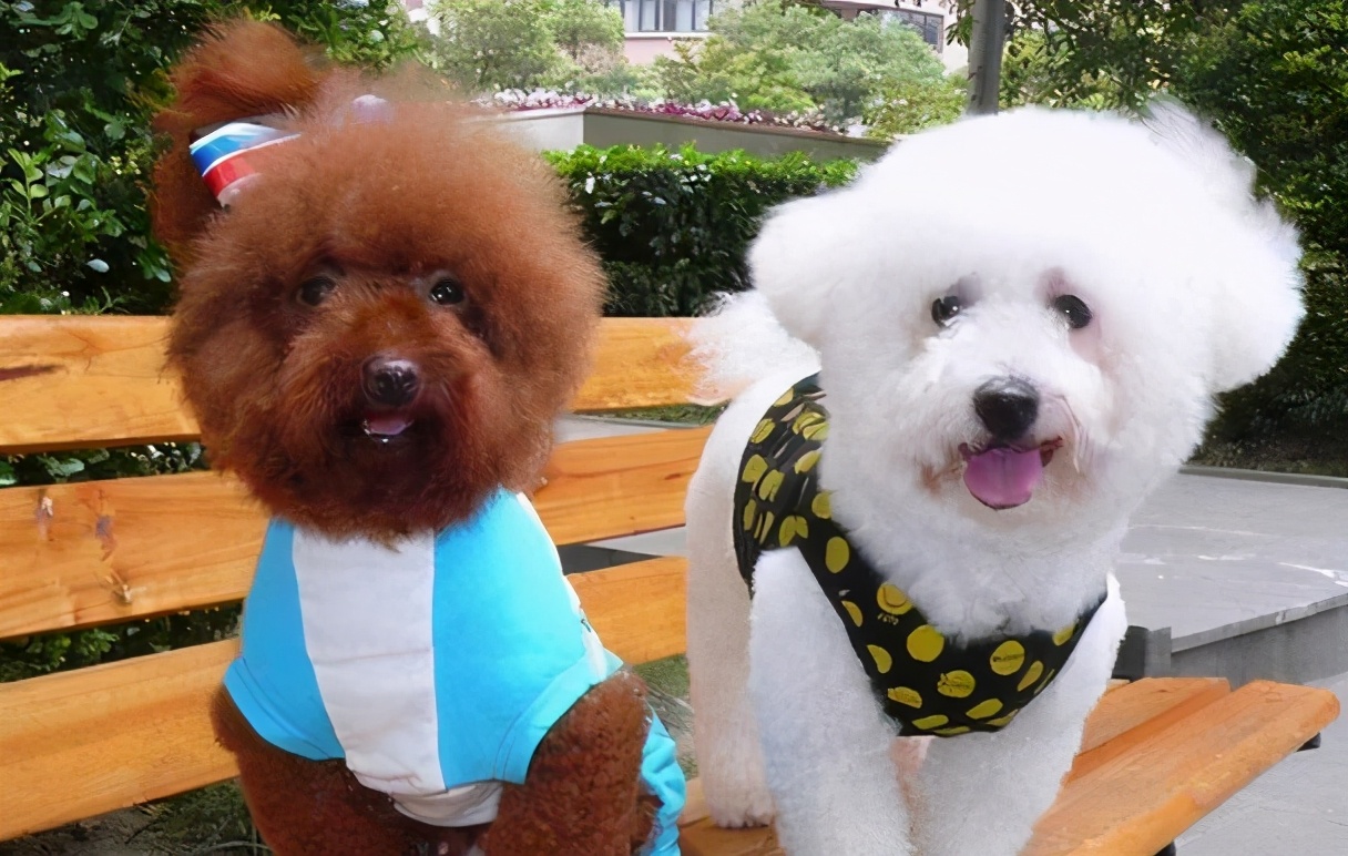 比熊犬与泰迪犬的十大显著差异对比