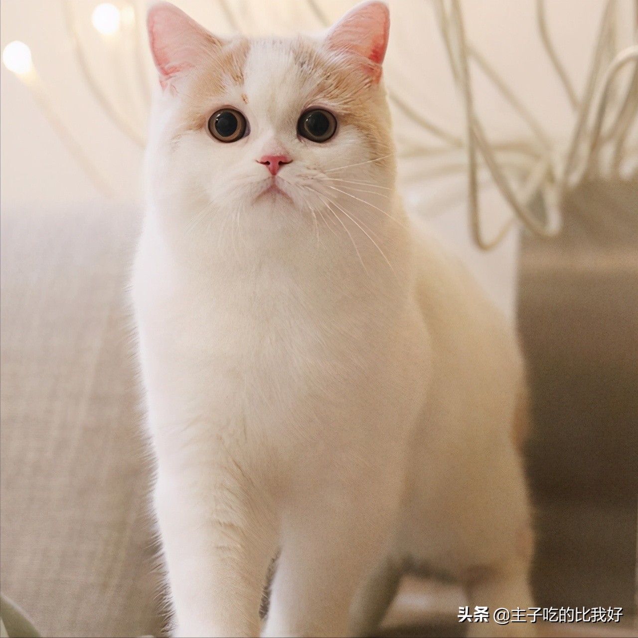 300和3000的猫有什么区别？带你了解阴影下的宠物繁殖行业？