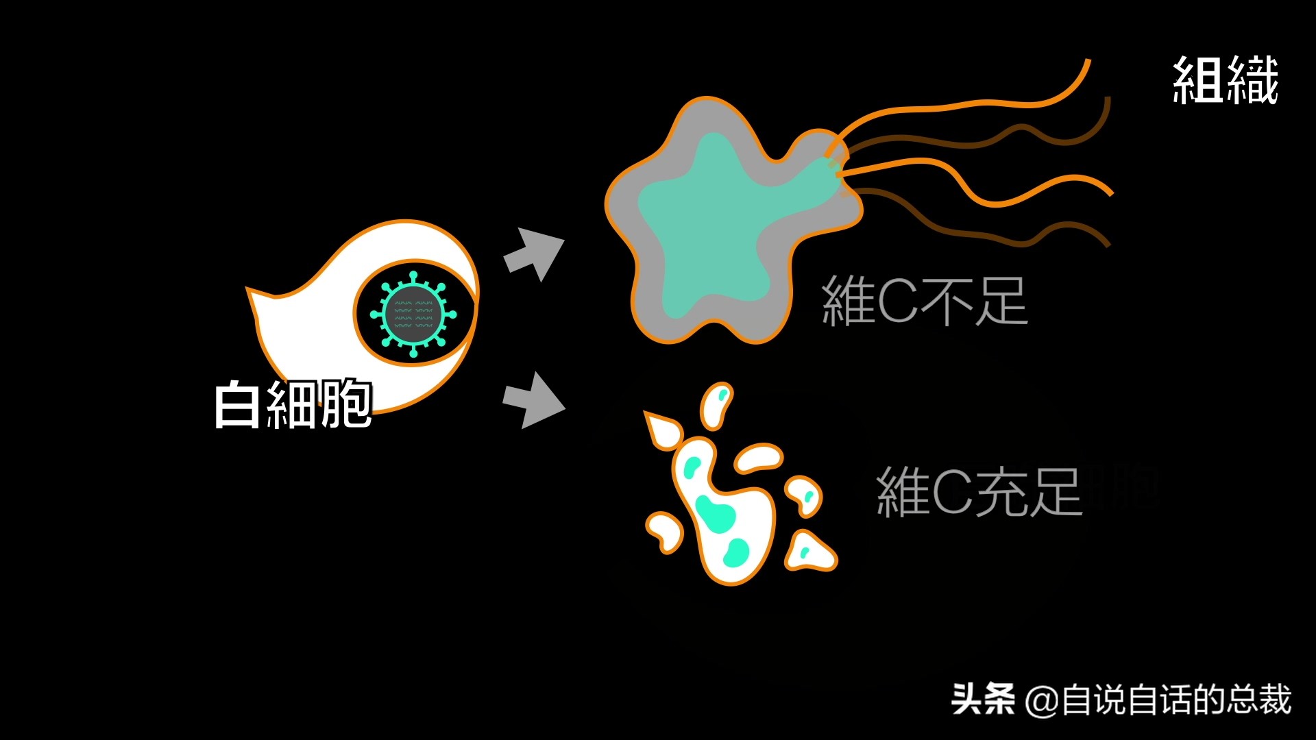 全世界的柠檬都读Lemon？这背后有一个刻在8号染色体上的上古故事