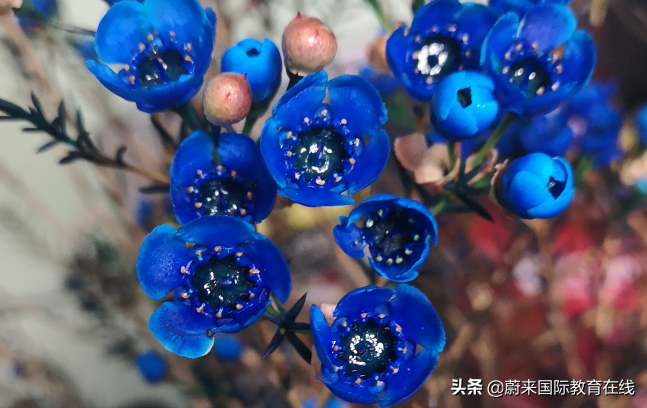 为什么一定要选Alevel数学课程，这些理由够吗？