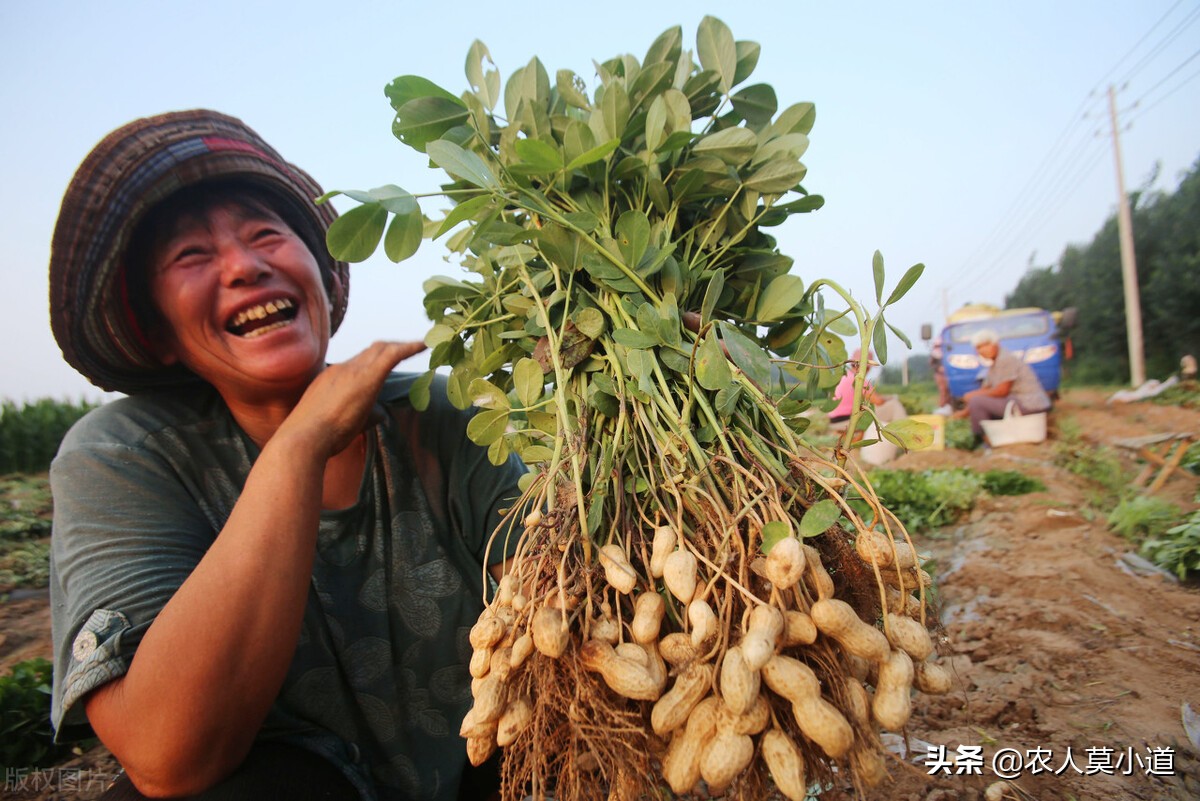 为什么农村人不愿意去卖花生油，更加热情自己种花生榨油用呢？