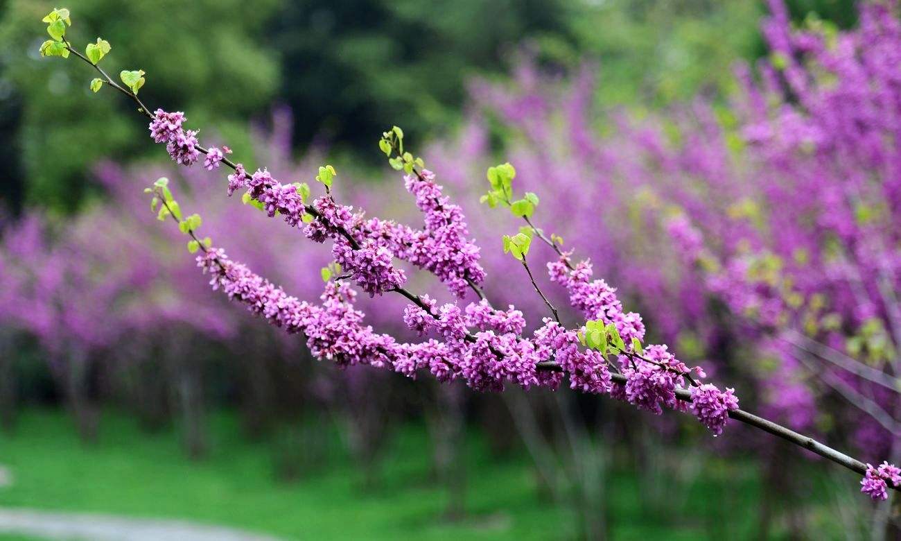 美文：《紫荆花独白》