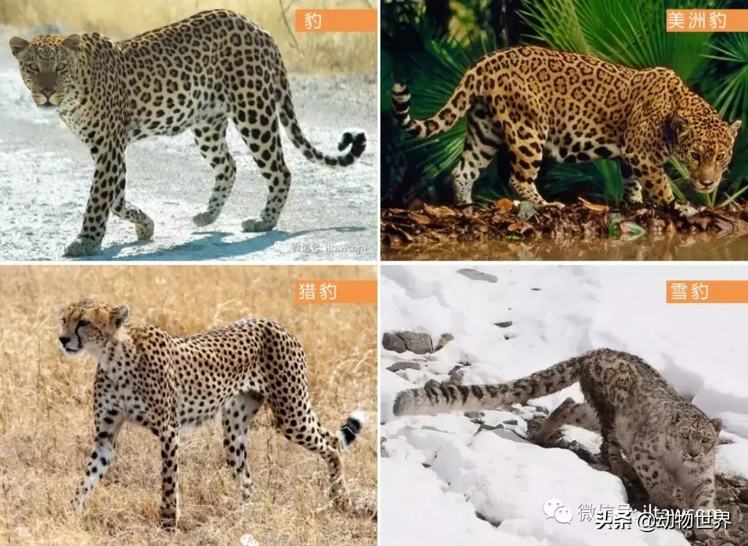 動物世界-豹的概述